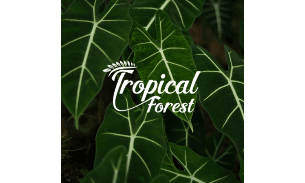 Logo CÔNG TY CỔ PHẦN TROPICAL GROUP